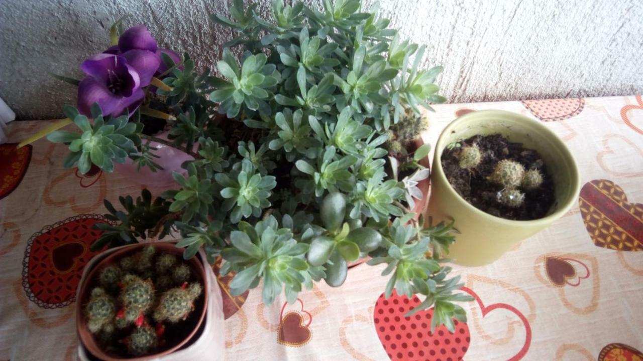 Apartment Butterfly Split - For Rest And Relaxation Екстериор снимка