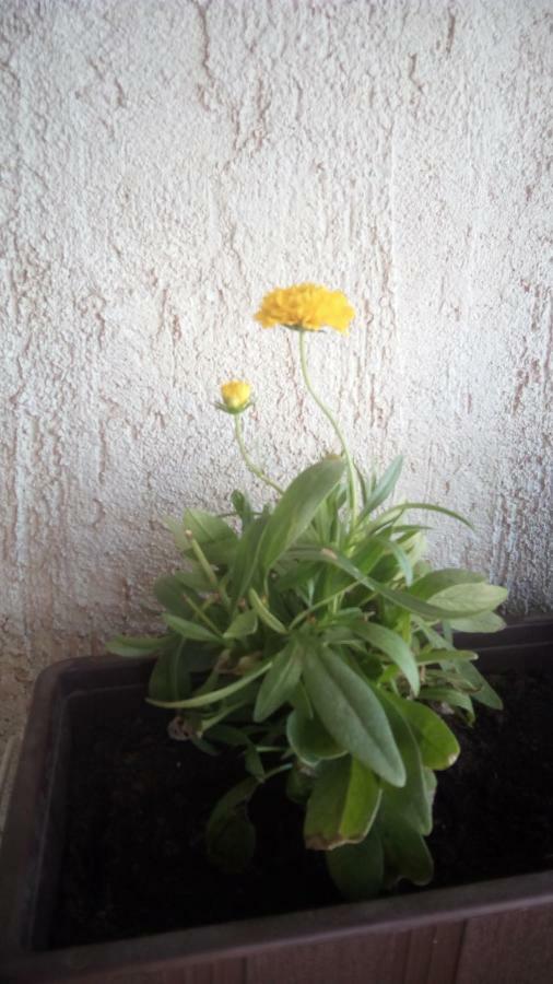 Apartment Butterfly Split - For Rest And Relaxation Екстериор снимка