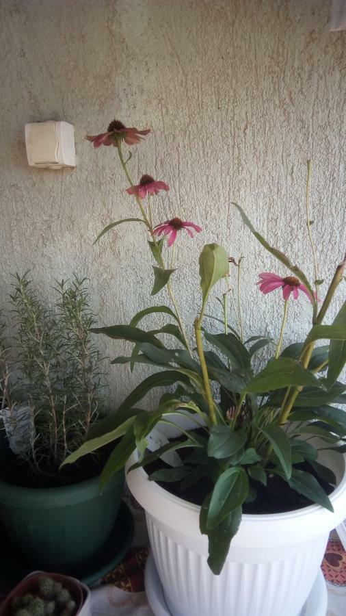Apartment Butterfly Split - For Rest And Relaxation Екстериор снимка
